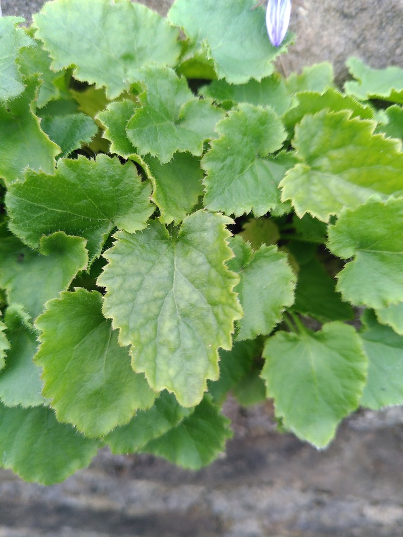 Serbian Bellflower photo 2