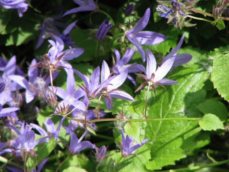 Serbian Bellflower photo 3