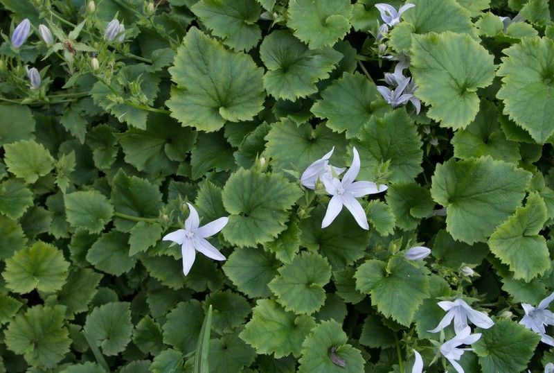 Serbian Bellflower photo 4