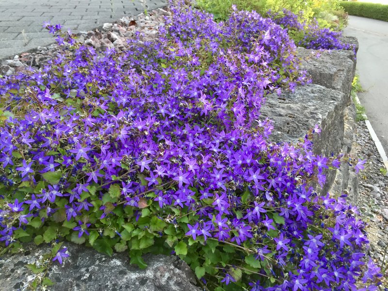 Serbian Bellflower photo 7