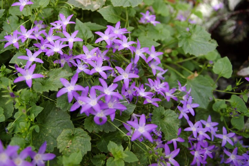 Serbian Bellflower photo 8