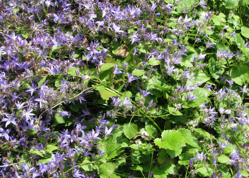 Serbian Bellflower photo 9