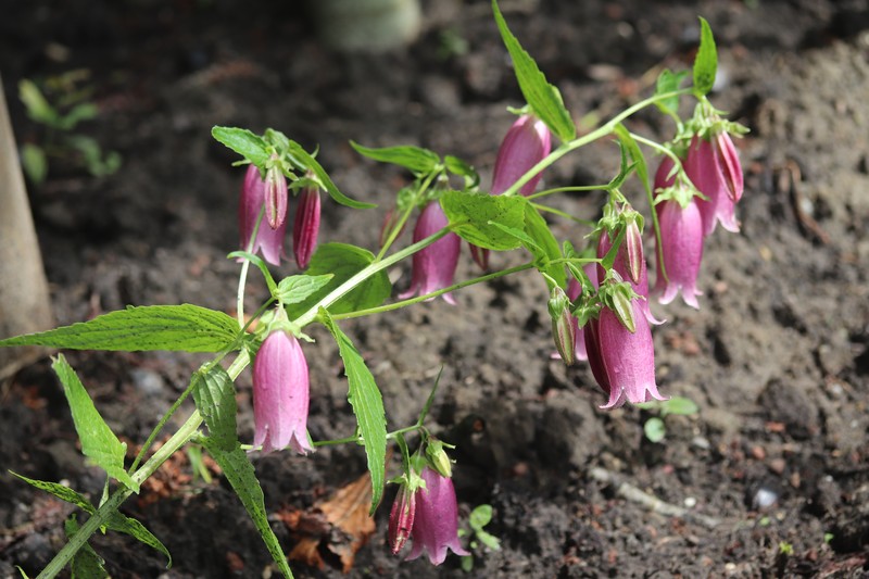 Spotted Bellflower photo 2