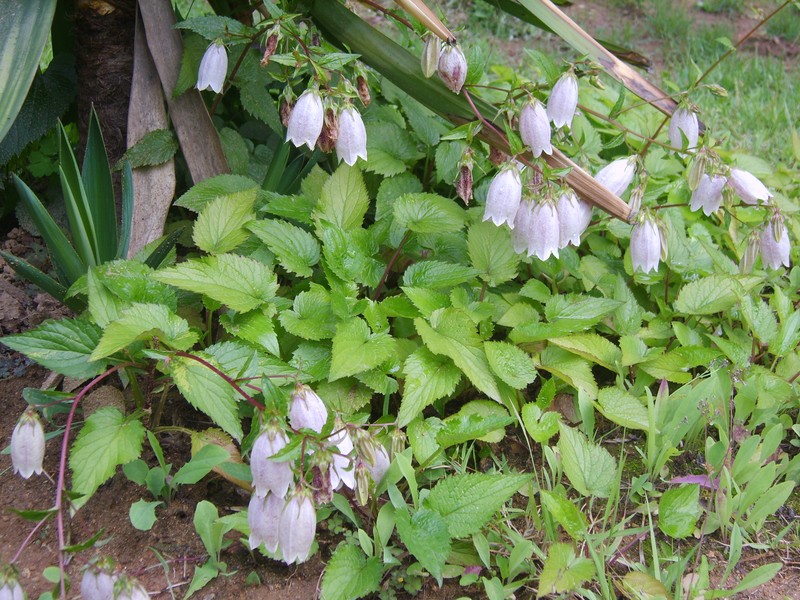 Spotted Bellflower