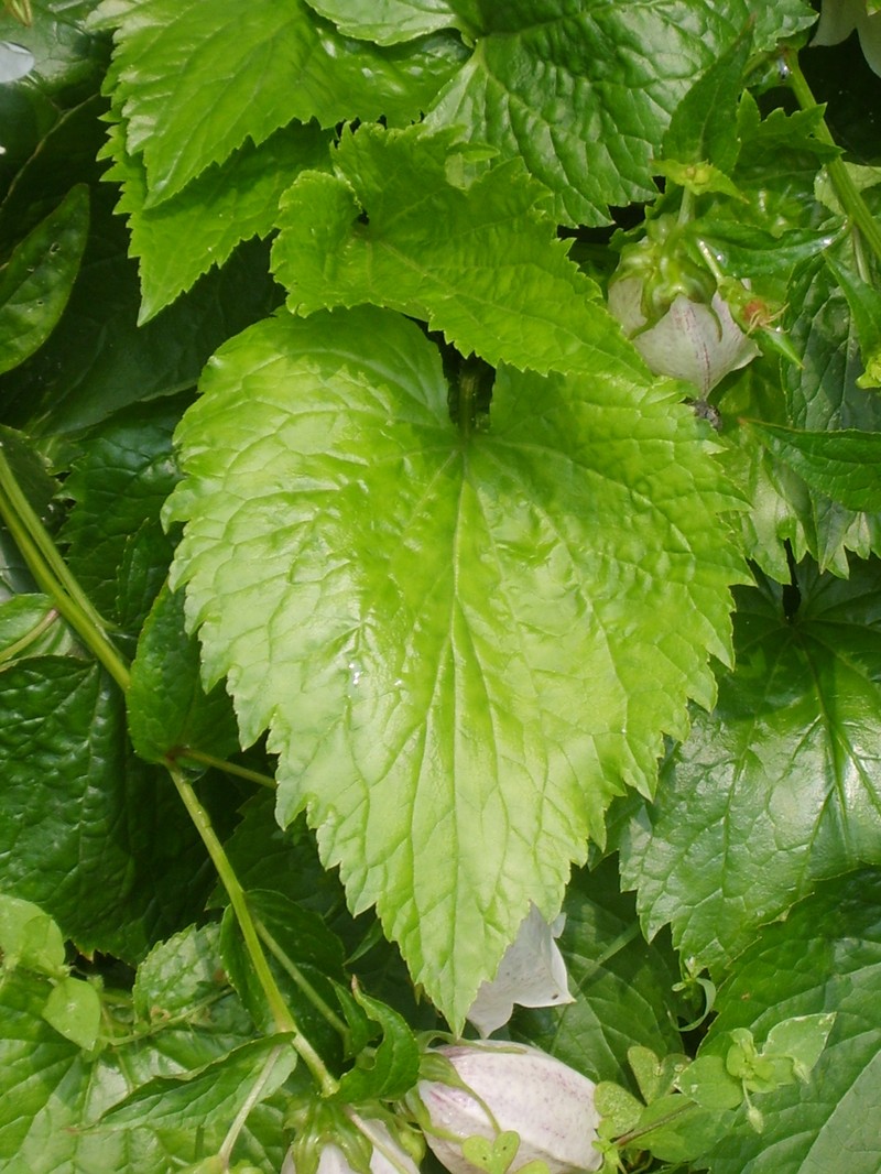Spotted Bellflower photo 3