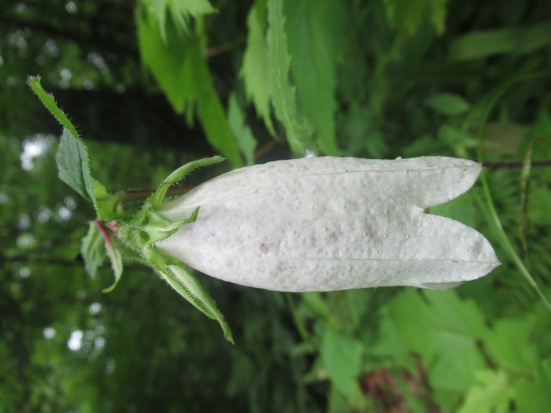 Spotted Bellflower photo 4