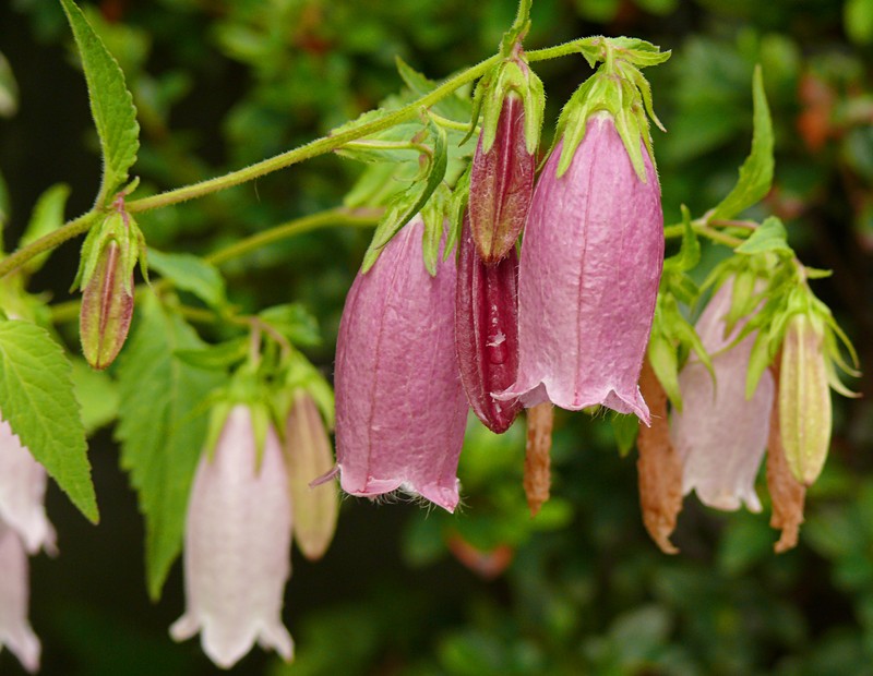 Spotted Bellflower photo 5