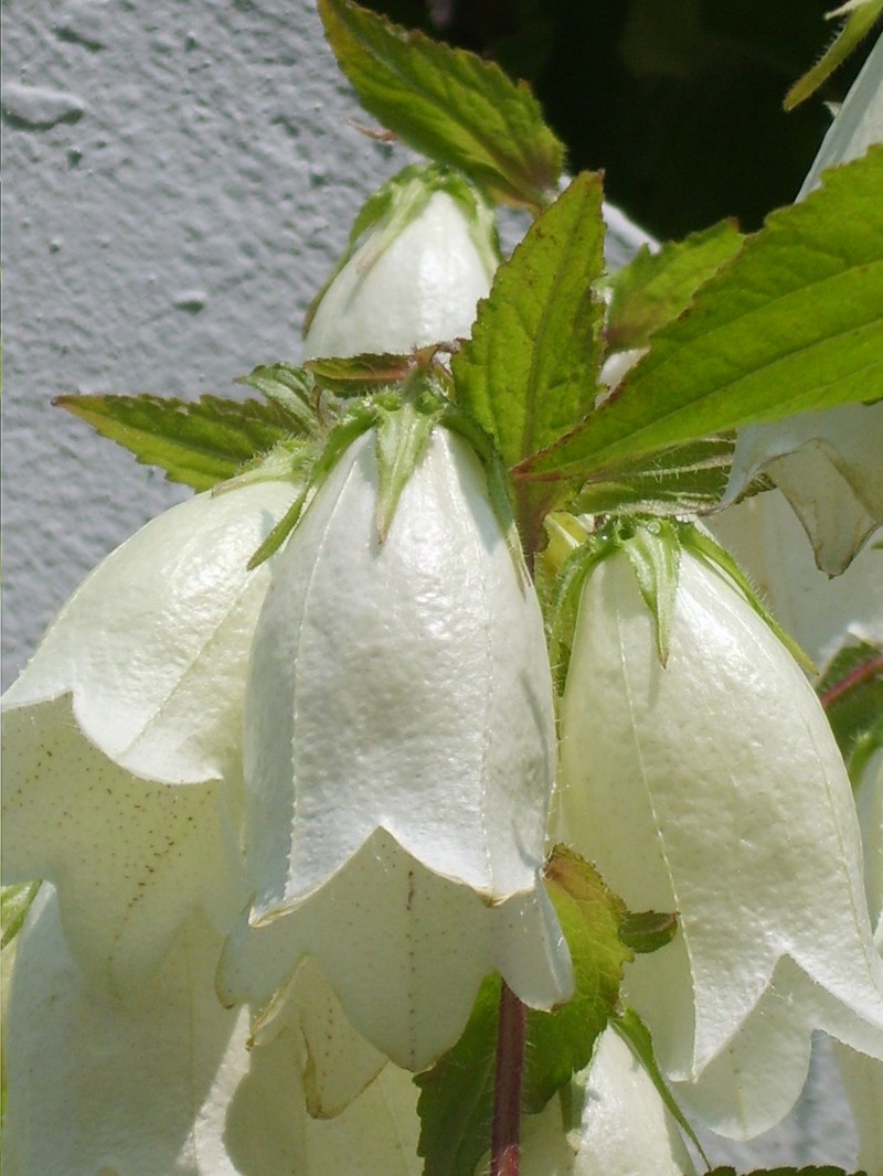 Spotted Bellflower photo 6