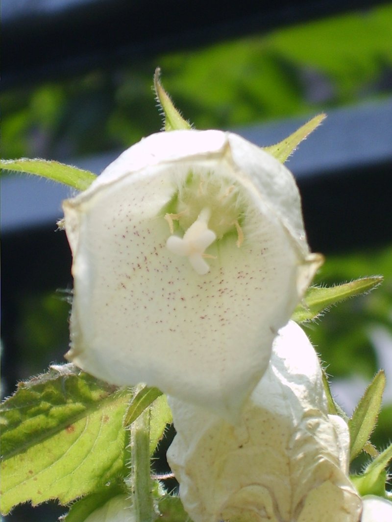 Spotted Bellflower photo 7