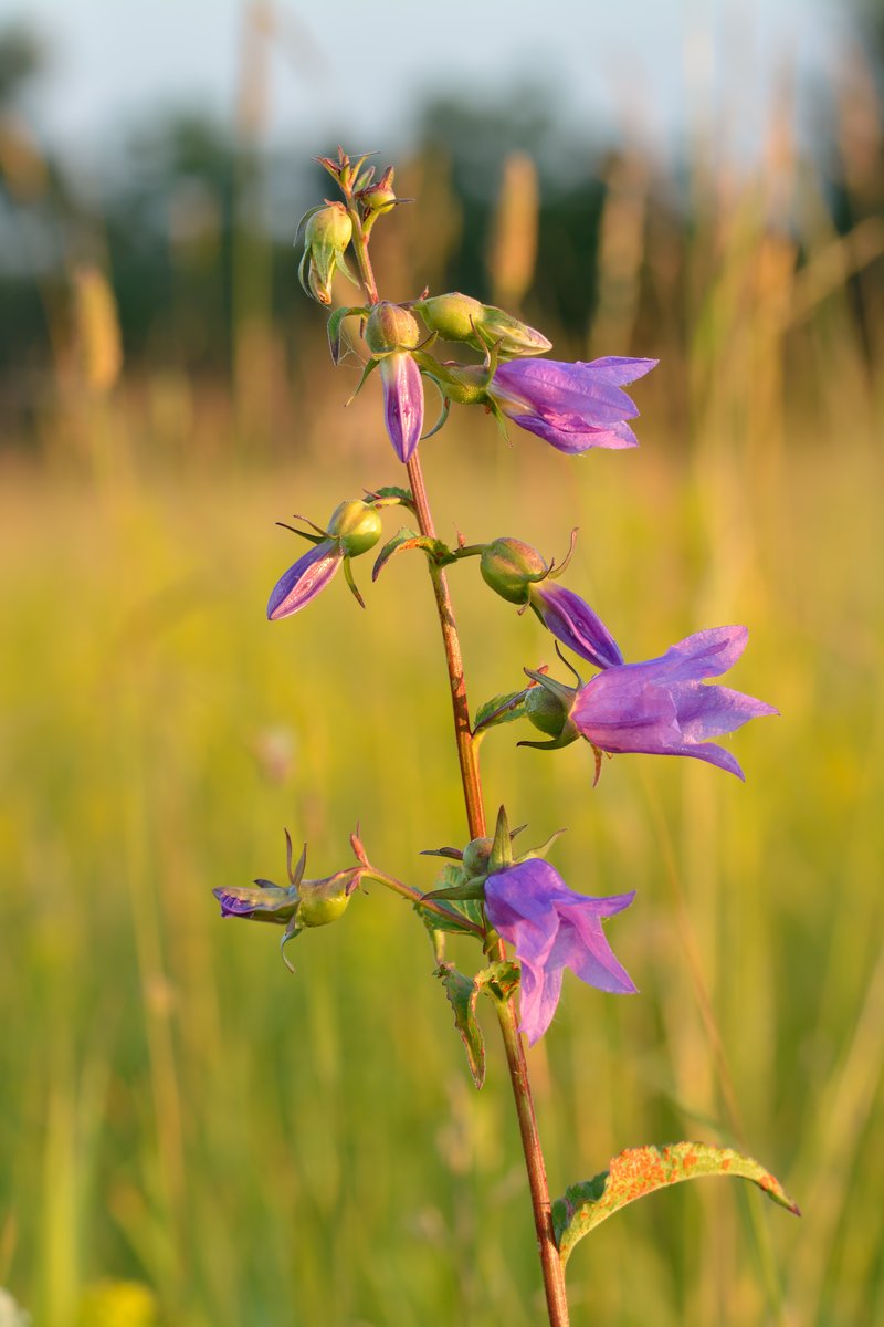 Rampion Bellflower photo 2
