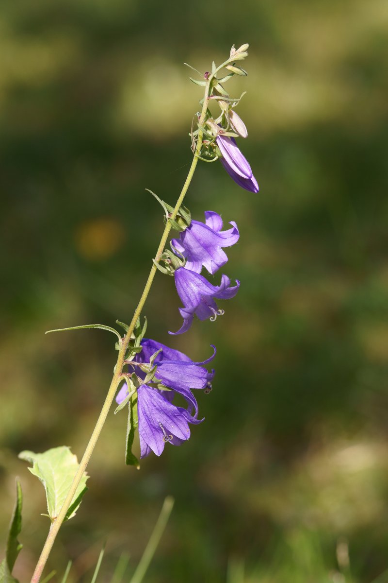 Rampion Bellflower photo 3