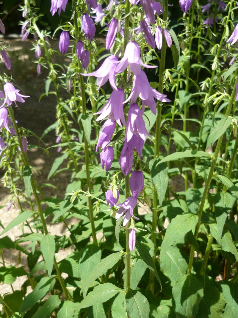 Rampion Bellflower photo 4