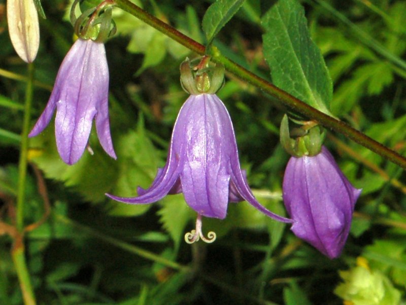 Rampion Bellflower photo 5