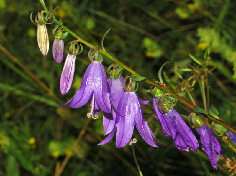 Rampion Bellflower photo 6