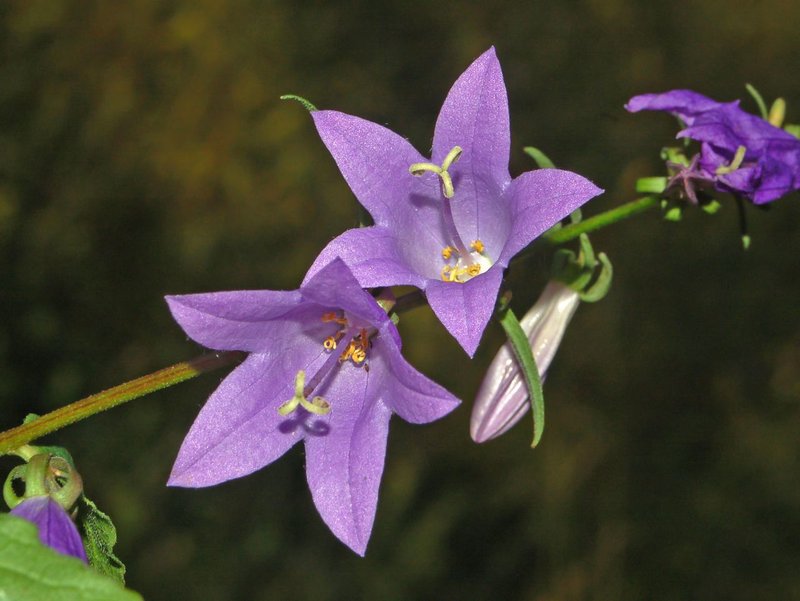 Rampion Bellflower photo 7