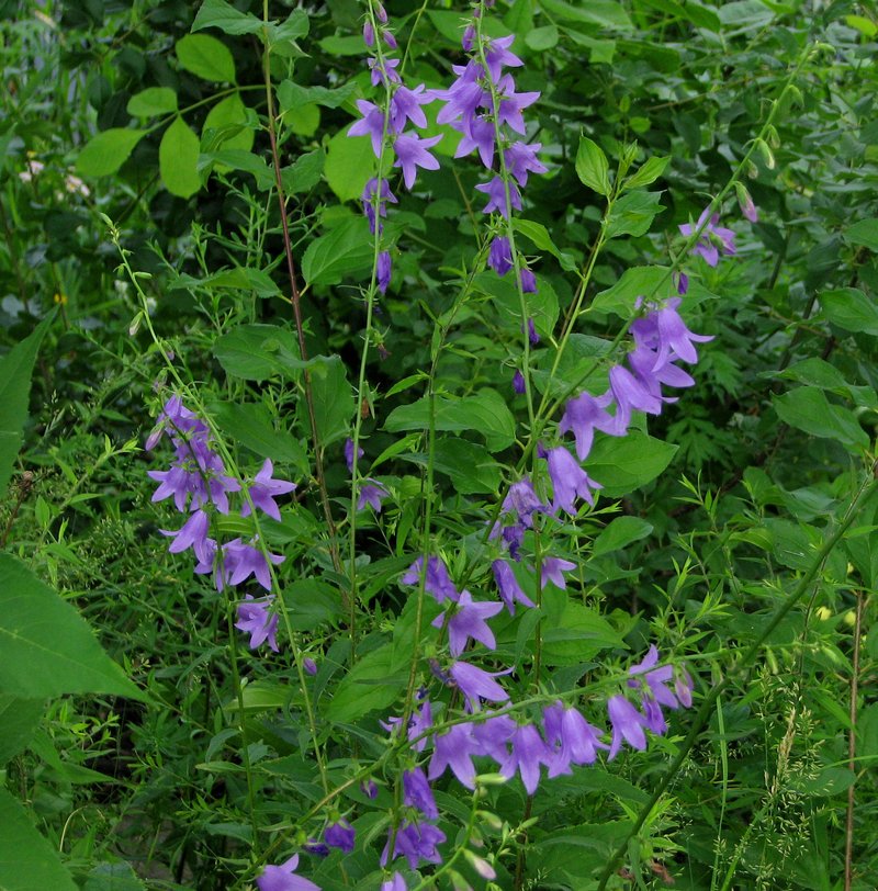 Rampion Bellflower