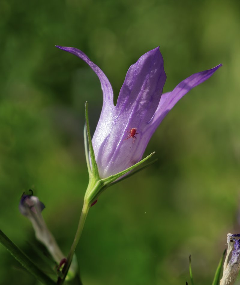 Rampion