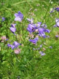 Bluebell Bellflower