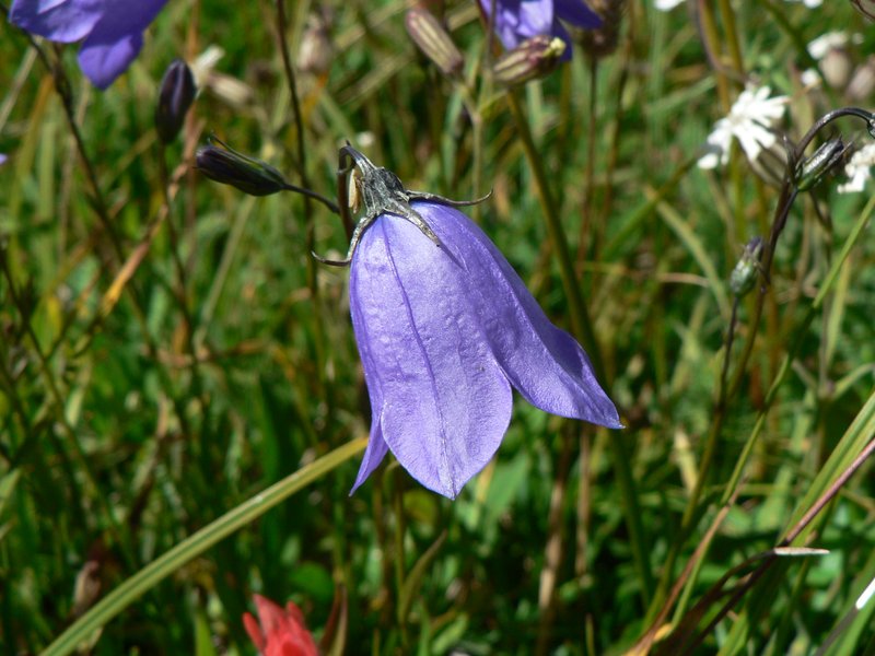 Bluebell Bellflower photo 2