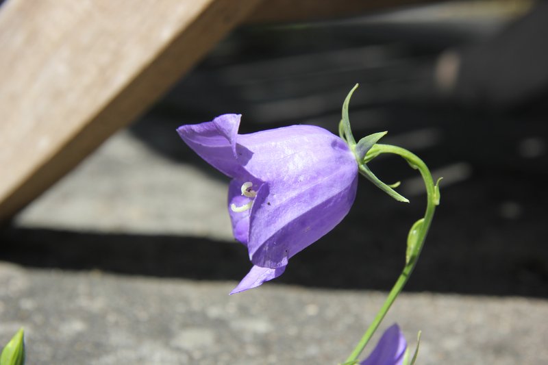 Bluebell Bellflower photo 3