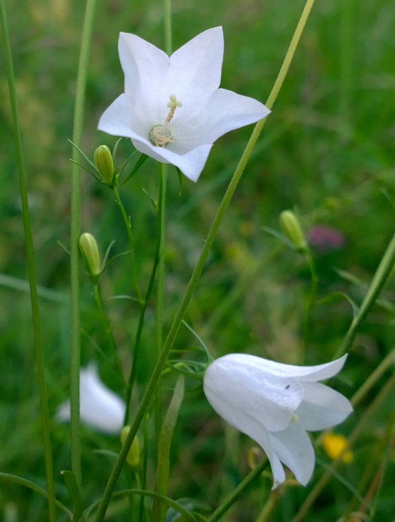 Bluebell Bellflower photo 4