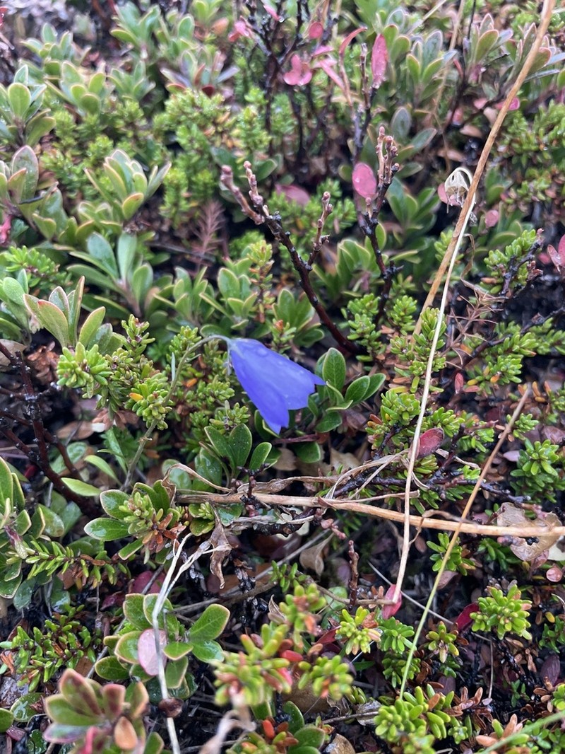 Bluebell Bellflower photo 5