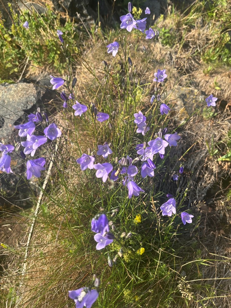 Bluebell Bellflower photo 6