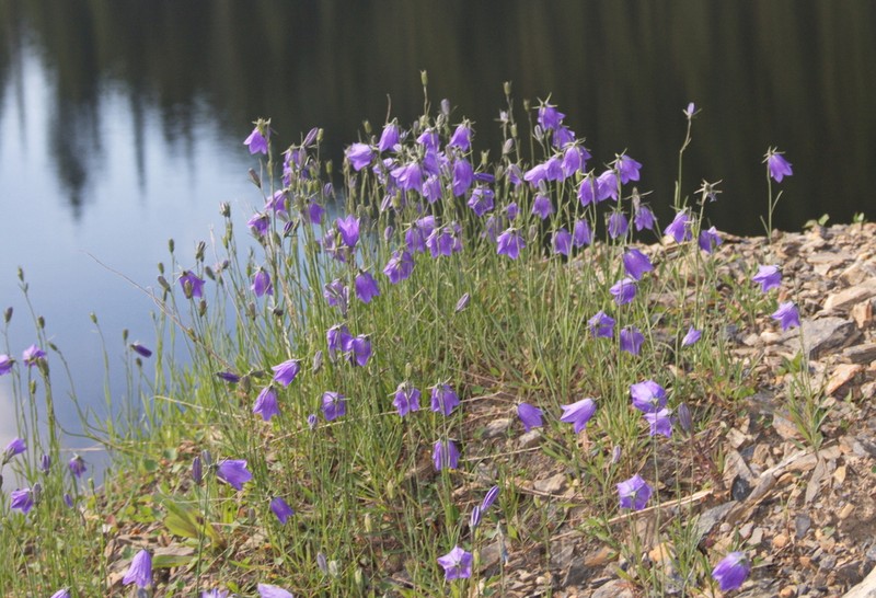 Bluebell Bellflower photo 7