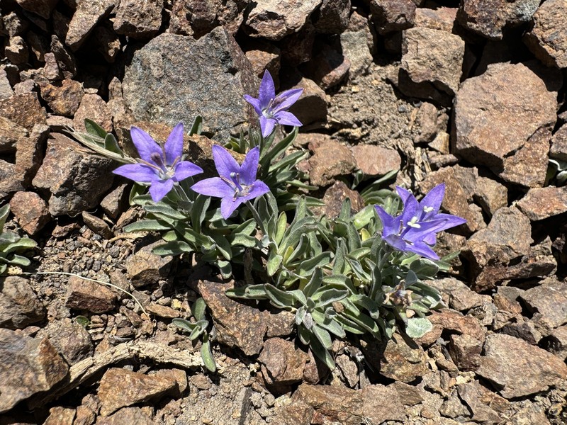 Rough Bellflower photo 2