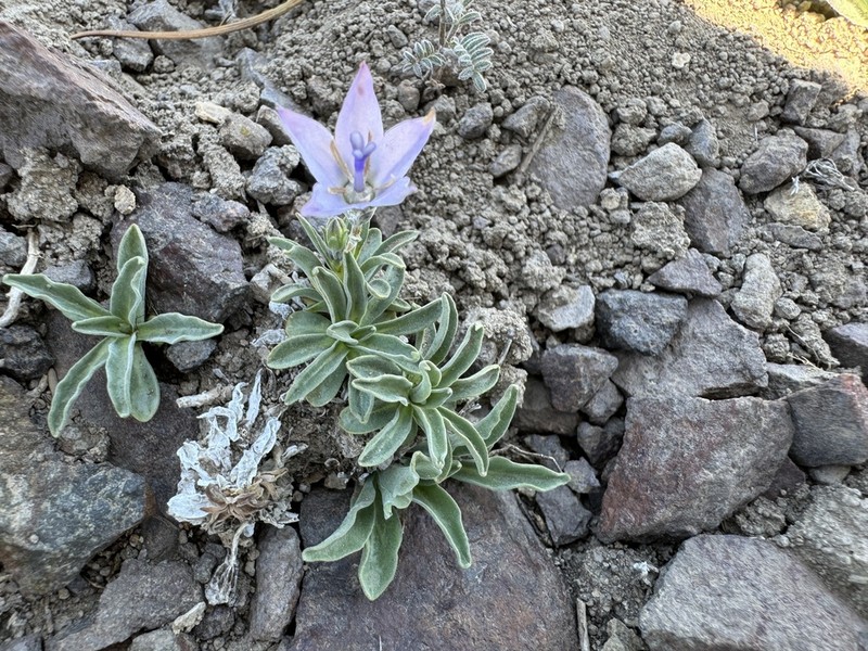 Rough Bellflower photo 3
