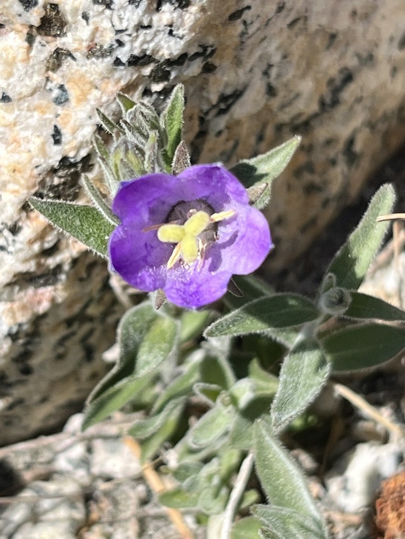 Rough Bellflower photo 4