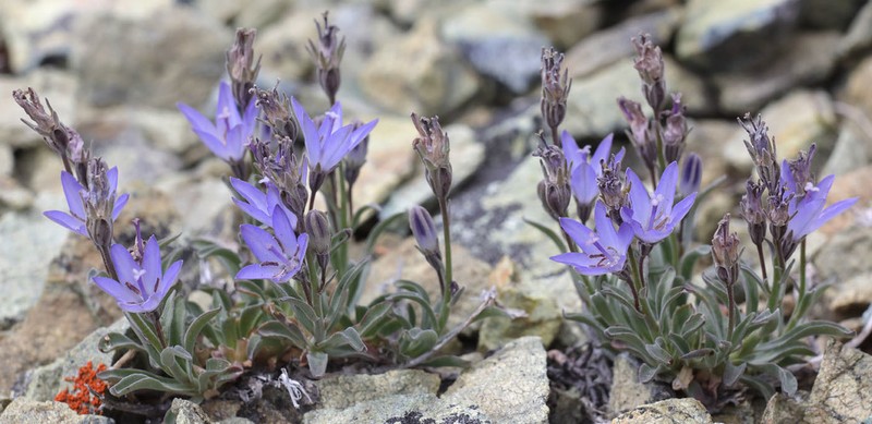 Rough Bellflower photo 5