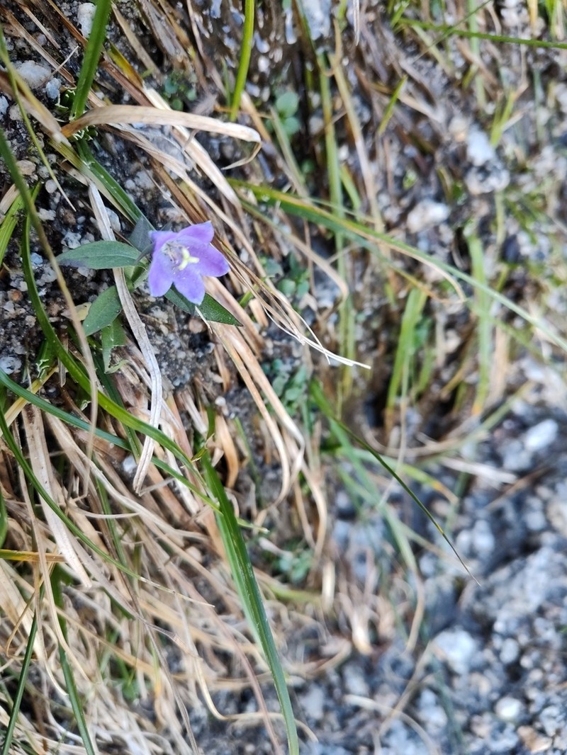 Rough Bellflower photo 6