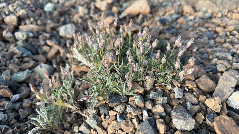 Rough Bellflower photo 7