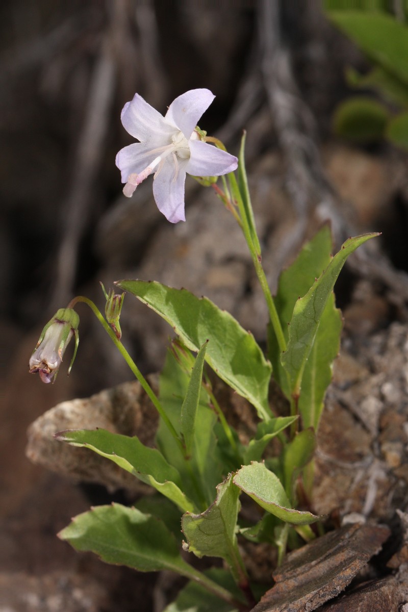 Pale Bellflower