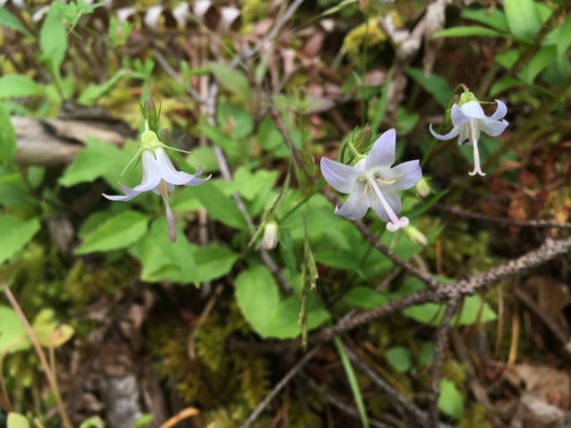 Pale Bellflower photo 3