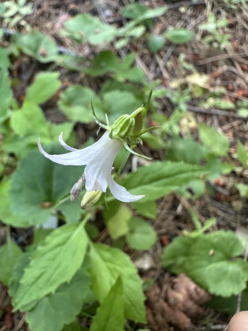 Pale Bellflower photo 4