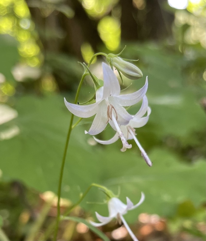 Pale Bellflower photo 5
