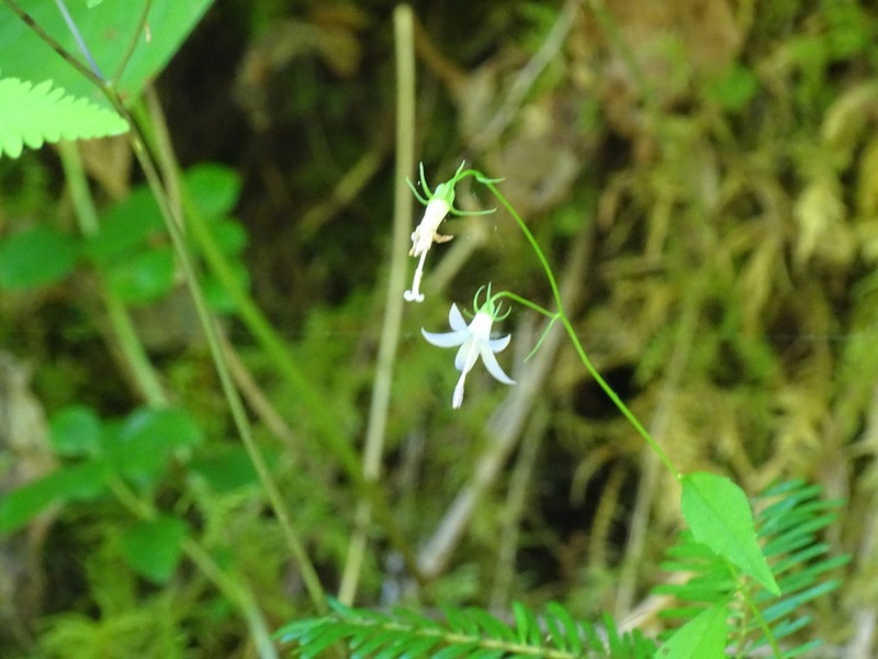 Pale Bellflower photo 6