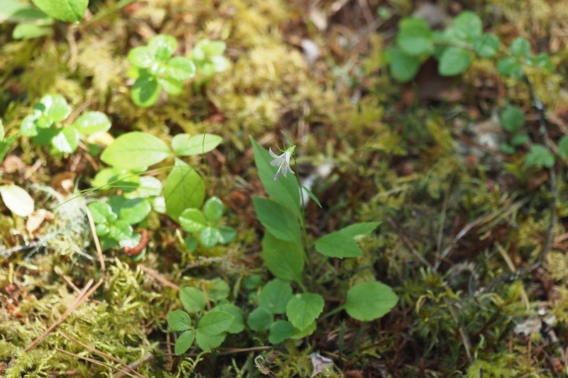 Pale Bellflower photo 7
