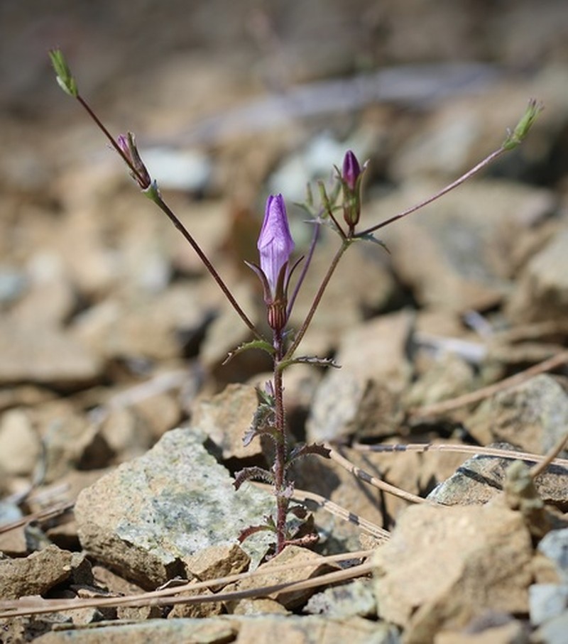 Mt. Hamilton Bellflower