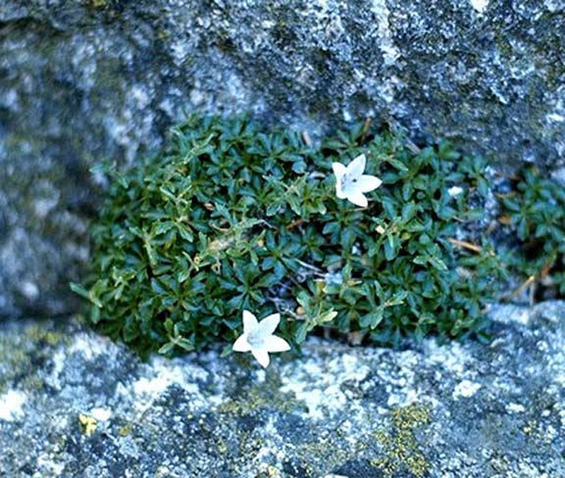 Castle Crags Bellflower