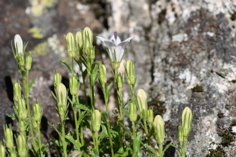 Castle Crags Bellflower photo 4