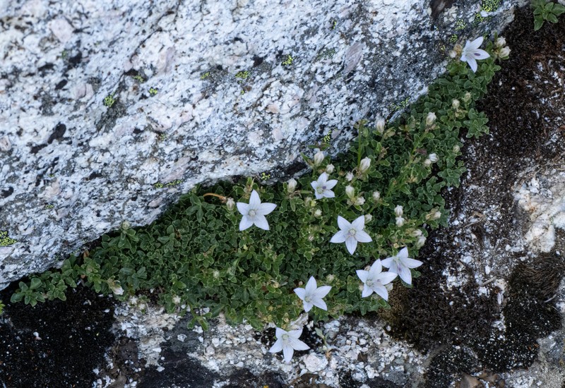 Castle Crags Bellflower photo 5