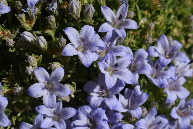 Castle Crags Bellflower photo 7