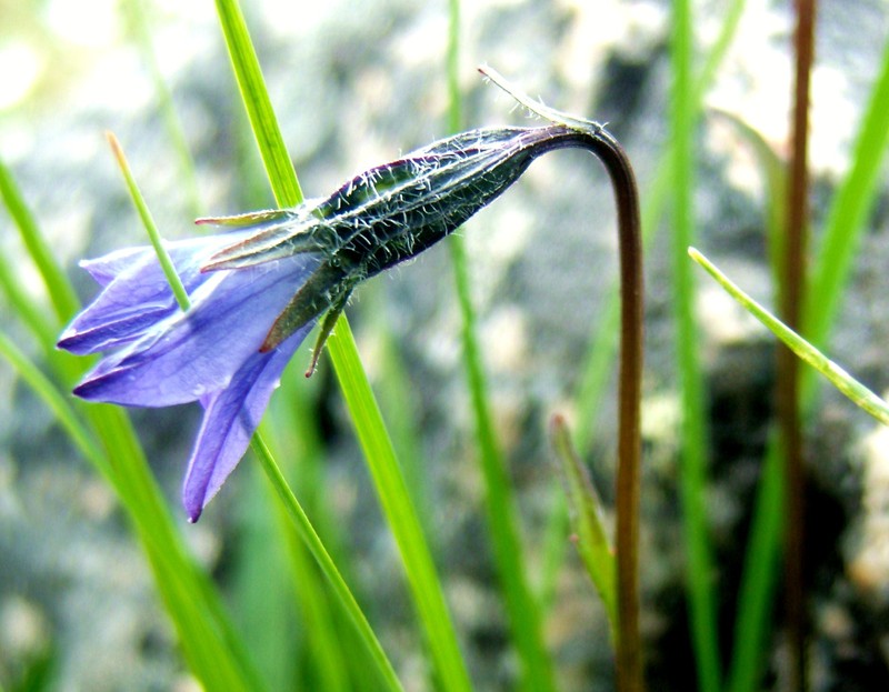 Arctic Bellflower photo 5