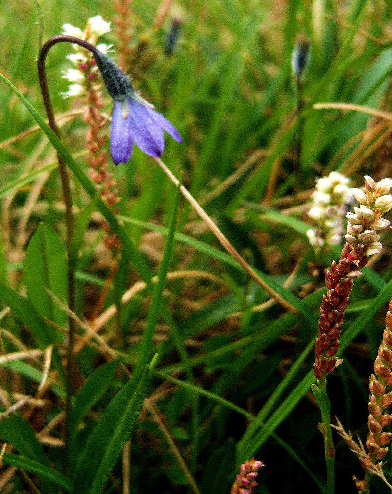 Arctic Bellflower photo 2