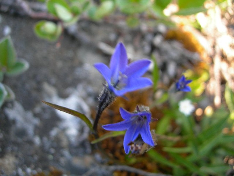 Arctic Bellflower photo 3