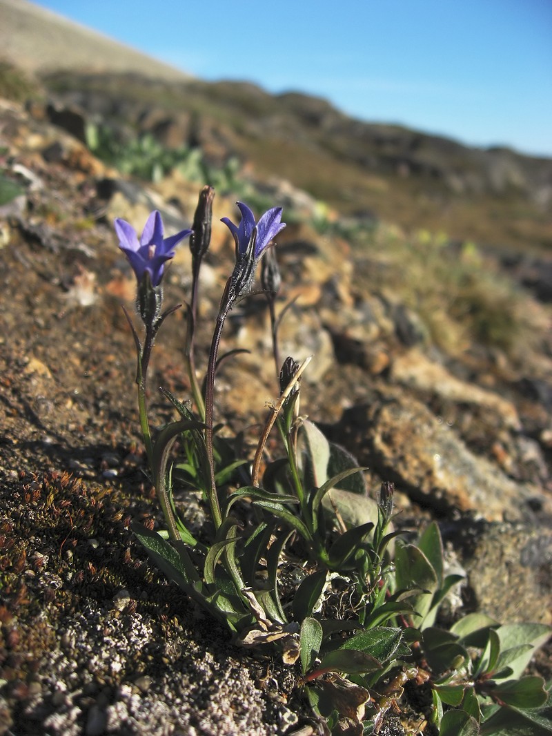 Arctic Bellflower