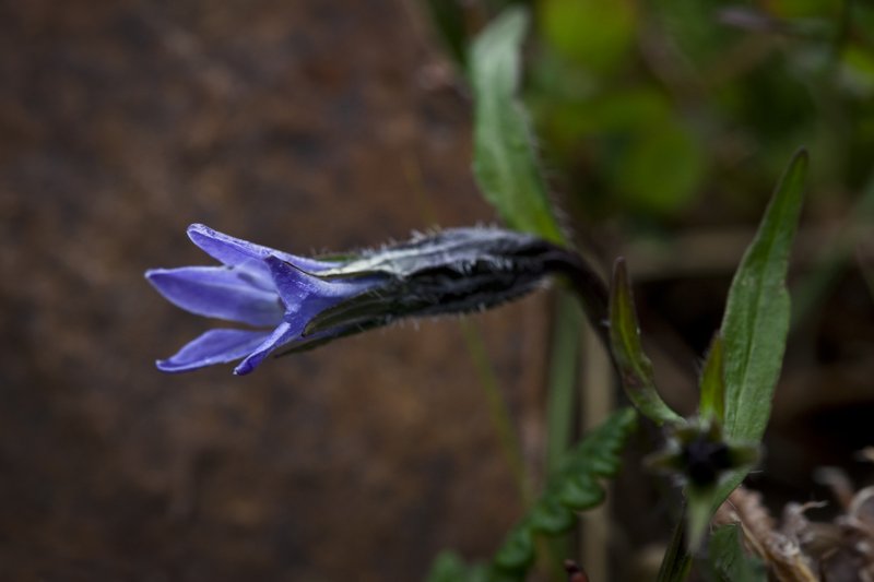 Arctic Bellflower photo 6